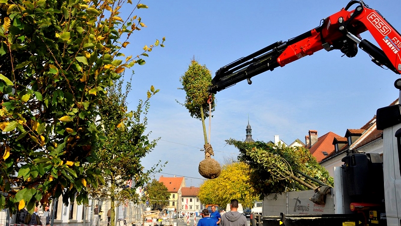 Prenavljanje mestnega jedra - saditev dreves