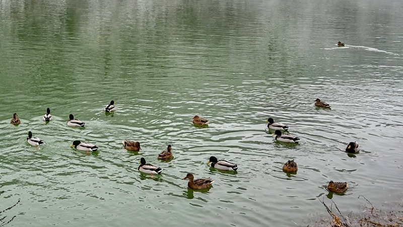  Pojav ptičje gripe: prepovedano je krmljenje prostoživečih vodnih ptic