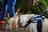 Pes vodnik 