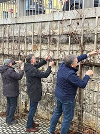 Obrezovanje mestne trte v akciji.jpg