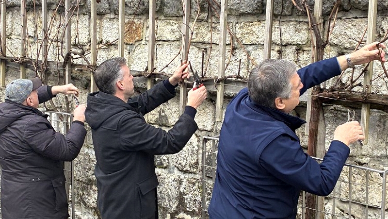  Valentinov rez mestne trte 