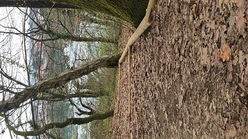  Vandalizem v Ragovem logu