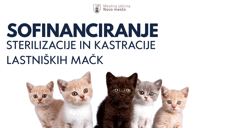 Na voljo še nekaj bonov za sofinanciranje sterilizacije in kastracije lastniških mačk 