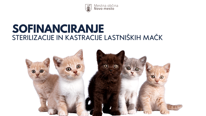 Na voljo še nekaj bonov za sofinanciranje sterilizacije in kastracije lastniških mačk 