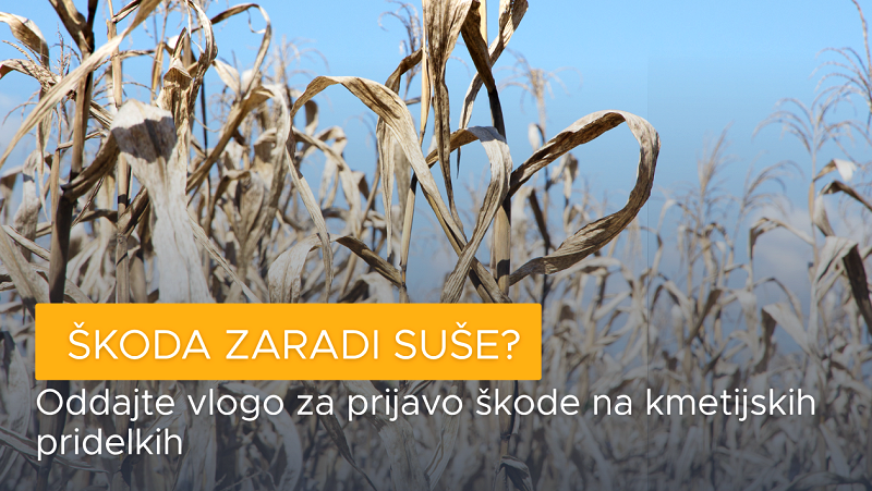 Suša Zbiranje vlog za prijavo škode na kmetijskih pridelkih zaradi suše 2026